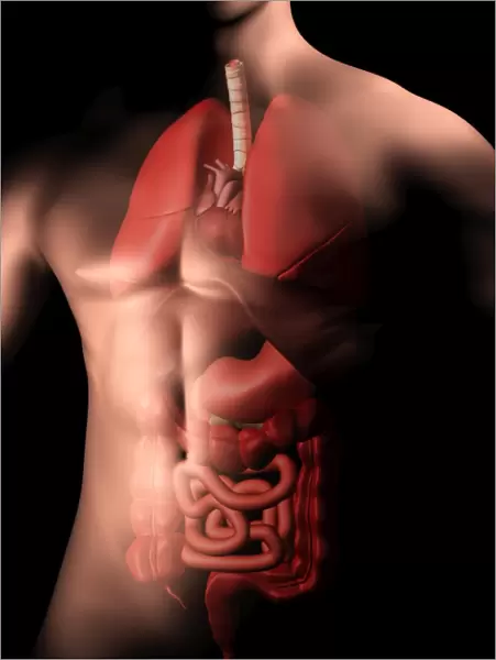 Male body with internal organs