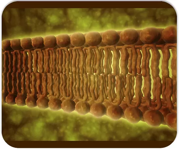 Microscopic view of phospholipids