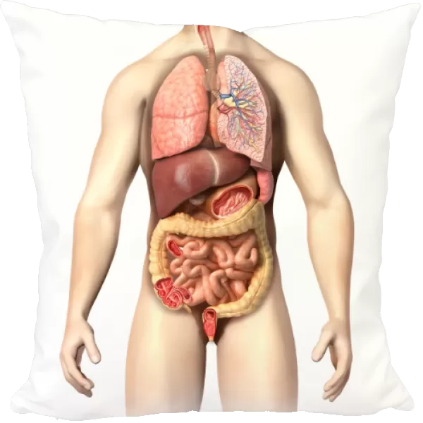 Anatomy of male respiratory system and internal organs