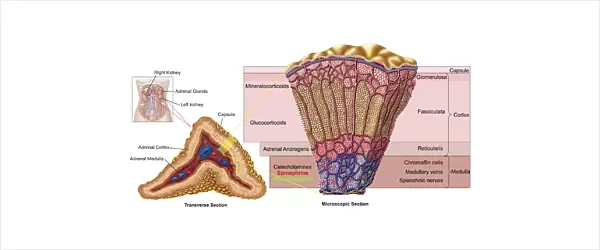 Anatomy of adrenal gland, cross section