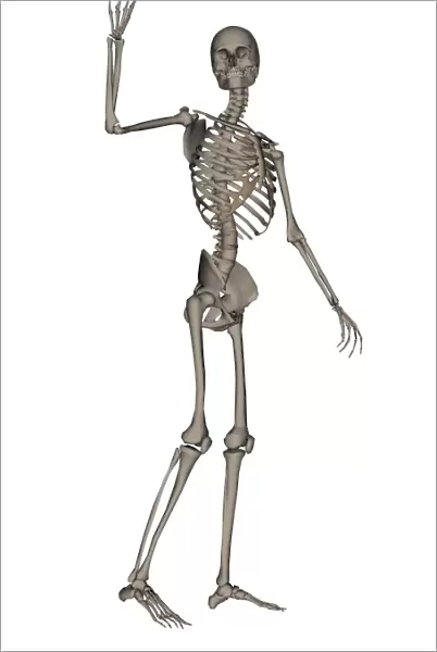 Front view of human skeleton waving goodbye