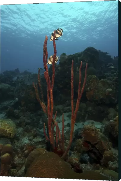 Banded Butterflyfish hover over sea sponges
