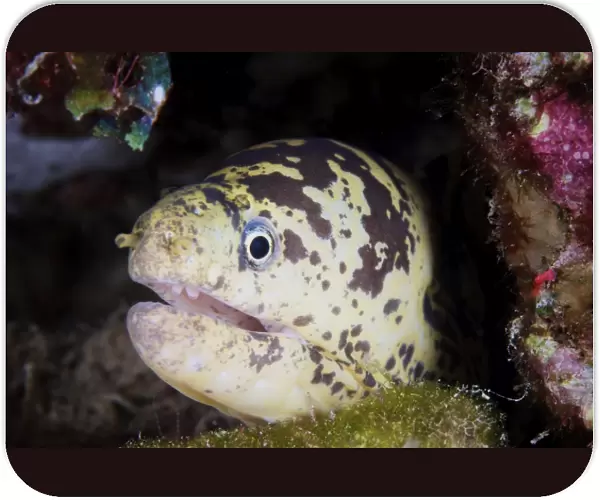 A chain moray eel peers out of its hole