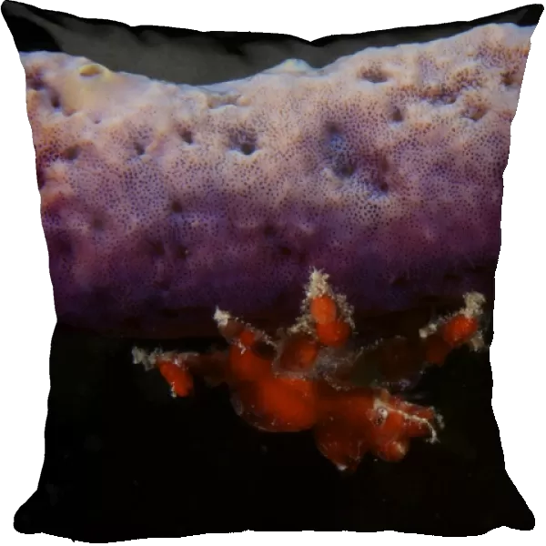 Cryptic Teardrop Crab on purple sponge