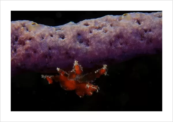 Cryptic Teardrop Crab on purple sponge