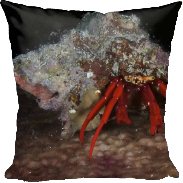Scarlet Reef Hermit Crab peeks out of its shell, Bonaire, Caribbean Netherlands