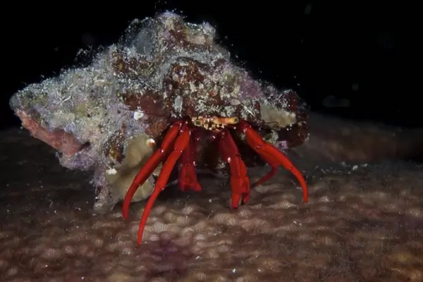 Scarlet Reef Hermit Crab peeks out of its shell, Bonaire, Caribbean Netherlands