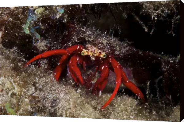 Red Hermit Crab scavanges for food at night