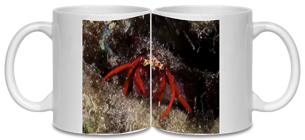 Red Hermit Crab scavanges for food at night