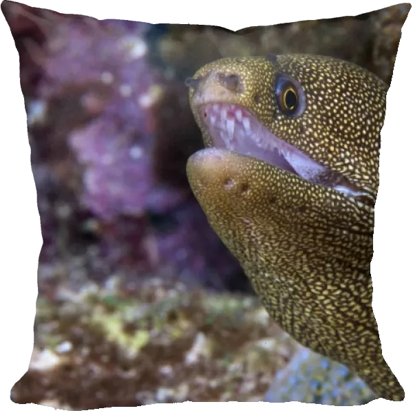 Close-up view of a Goldentail Moray Eel, Bonaire, Caribbean Netherlands