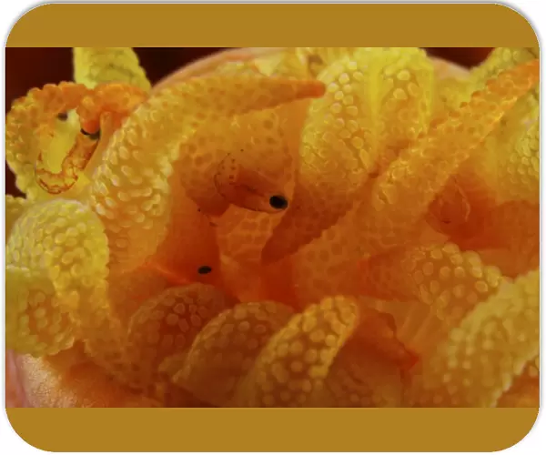 Detailed view of yellow tube coral (Tubastrea) polyps with parasites