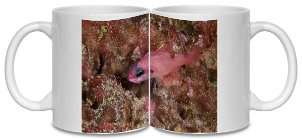 Mimic Cardinalfish, Bonaire, Caribbean Netherlands
