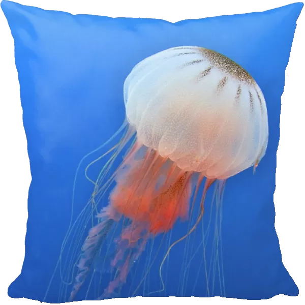 Sea nettle is host to a small shrimp in the Atlantic Ccean