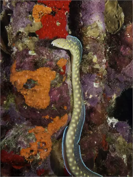 Sharptail Eel searching for food