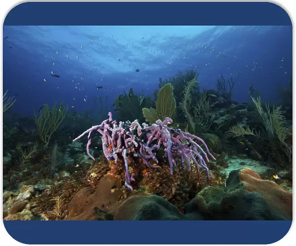 Purple Sponge on a deep reef