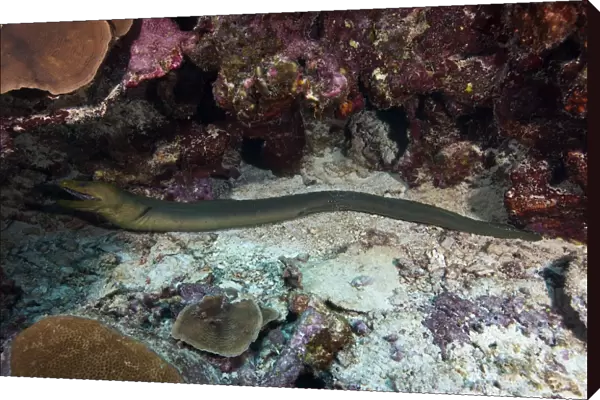 Green Moray getting cleaned by a Banded Cleaner Shrimp