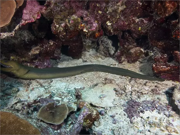 Green Moray getting cleaned by a Banded Cleaner Shrimp
