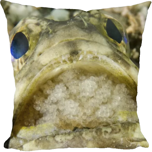 A jawfish aerating eggs in its mouth in West Palm Beach, Florida