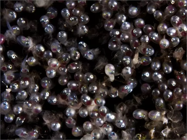 Close-up view of Sergeant Major fish eggs