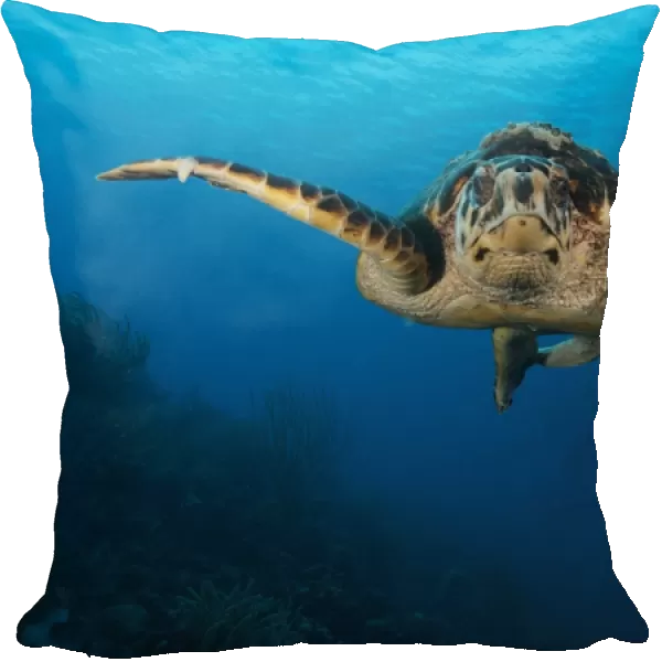 The hawksbill sea turtle, Bonaire, Caribbean Netherlands