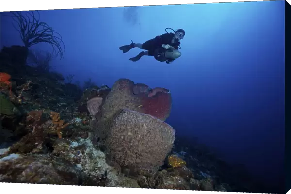 Scuba diver propels above a large barrel sponge