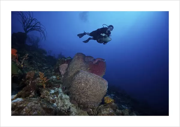 Scuba diver propels above a large barrel sponge
