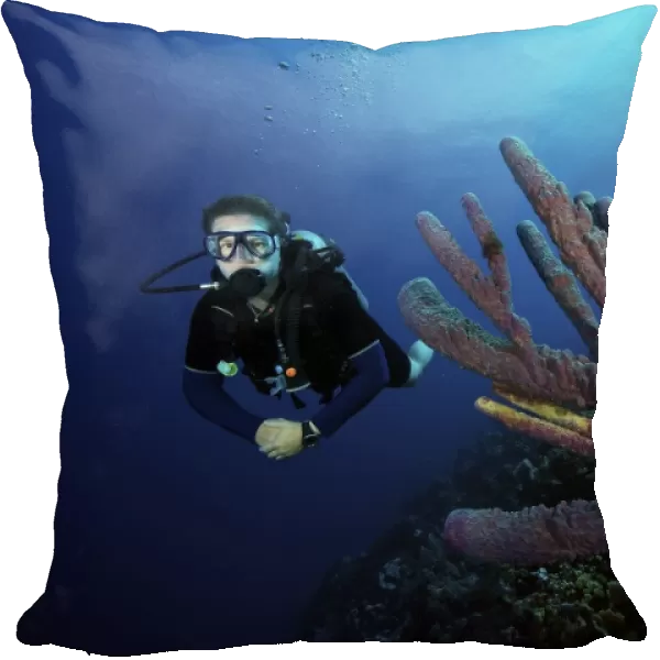 Scuba diver swims by some large sponges off the coast of Bonaire