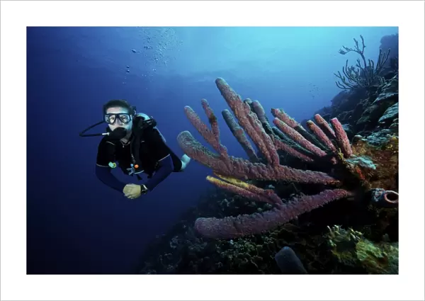 Scuba diver swims by some large sponges off the coast of Bonaire