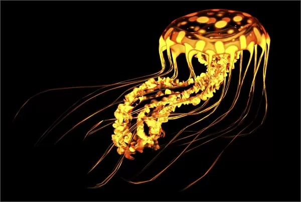 A brightly colored bioluminescent jellyfish