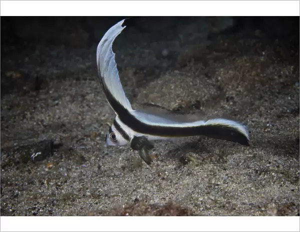 Juvenile Spotted Drum hovers over the sandy ocean bottom