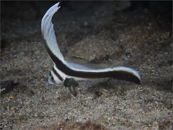 Juvenile Spotted Drum hovers over the sandy ocean bottom