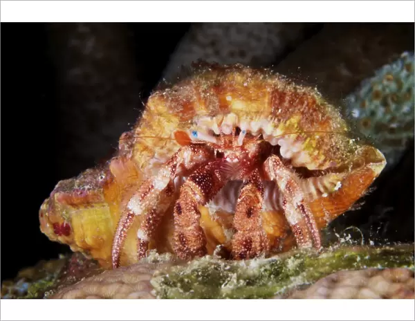 Hermit Crab tucked away in its protective shell