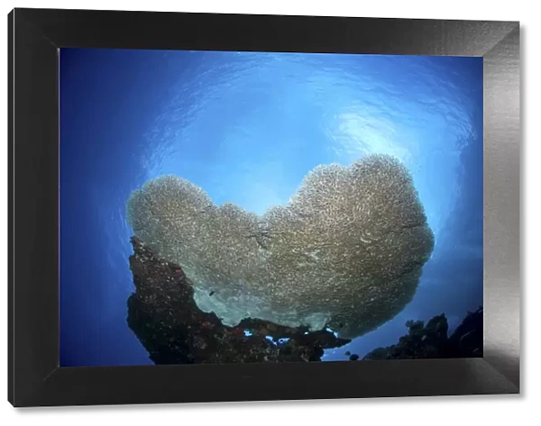 Large staghorn coral, Christmas Island, Australia