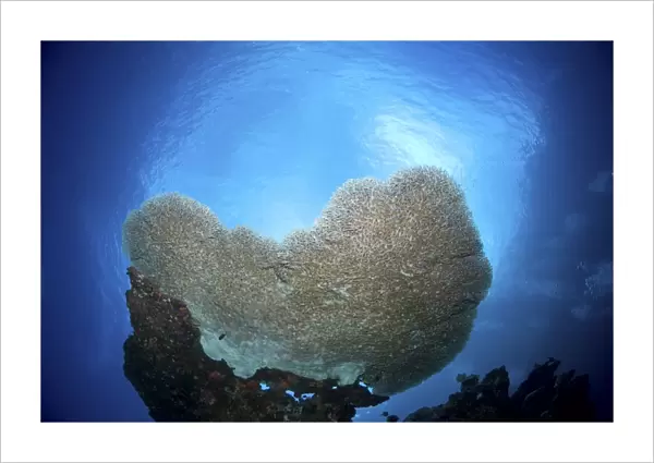Large staghorn coral, Christmas Island, Australia