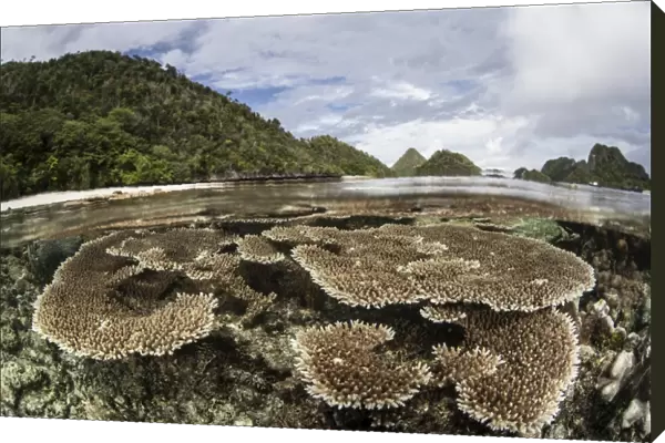 Corals grow on a shallow reef in Raja Ampat, Indonesia