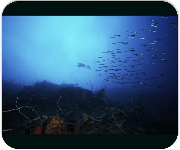 A scuba diver explores a deep drop off as a school of Boga fish swim by
