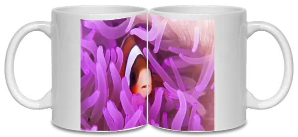 A Clarks anemonefish snuggles amongst its hosts tentacles