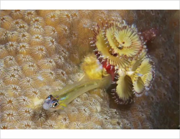 Peppermint Goby and Christmas tree worm on hard coral