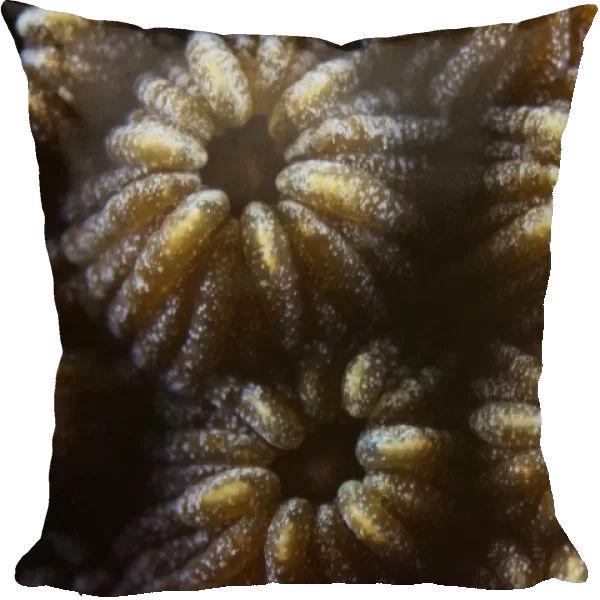 Hard coral polyps at 3x life size, Bonaire, Caribbean Netherlands