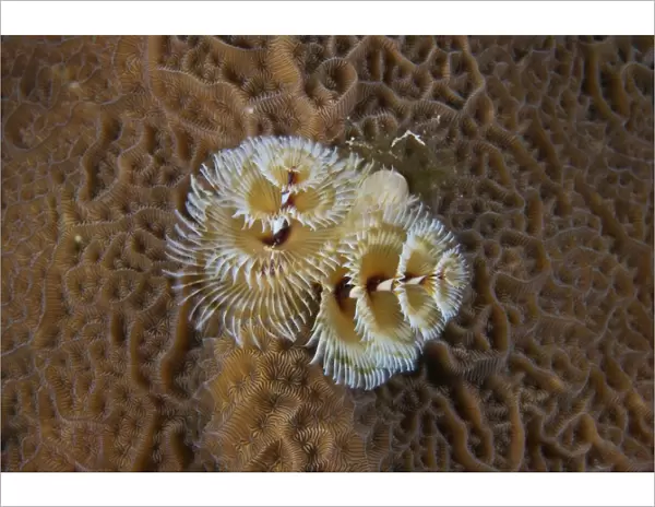 Christmas Tree Worm in hard coral, Bonaire, Caribbean Netherlands