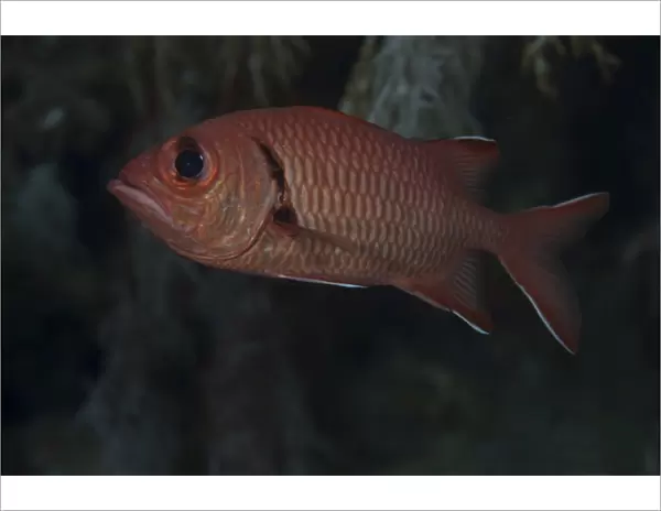 A bigscale soldierfish, Fiji