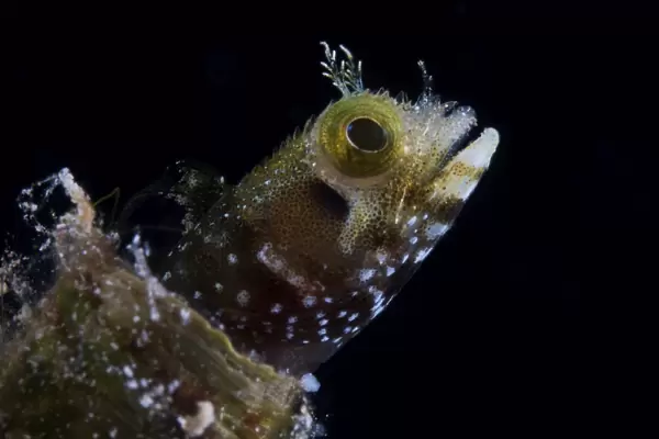 A Secretary Blenny looks out from its coral home