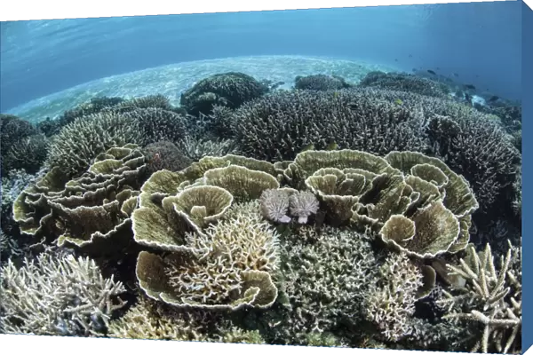 Delicate reef-building corals in Alor, Indonesia