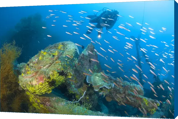 A diver explores the wreck of a Japanese Maru warship, Solomon Islands