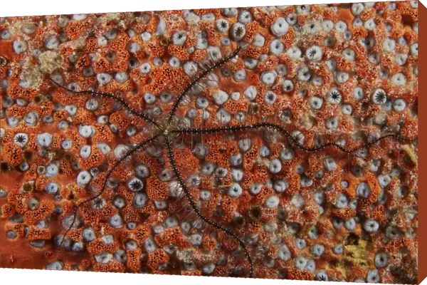 Brittle Starfish on an orange sponge