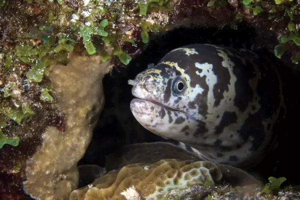 A chain moray eel peers out of its hole, Bonaire, Caribbean Netherlands