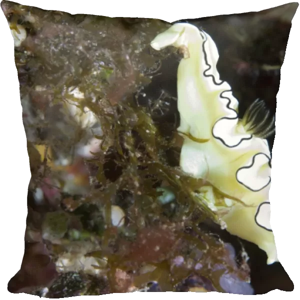 A black-margined glossodoris nudibranch