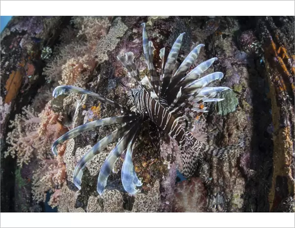A lionfish swims on a colorful reef in the Solomon Islands