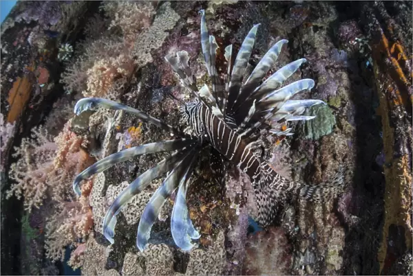 A lionfish swims on a colorful reef in the Solomon Islands
