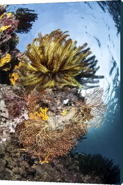 A colorful coral reef grows in the Solomon Islands